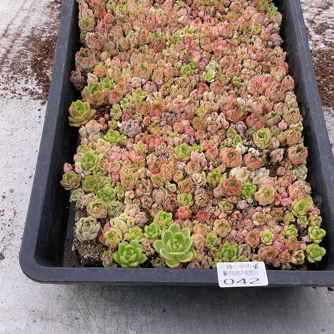 小*霞云糖心多肉植物42