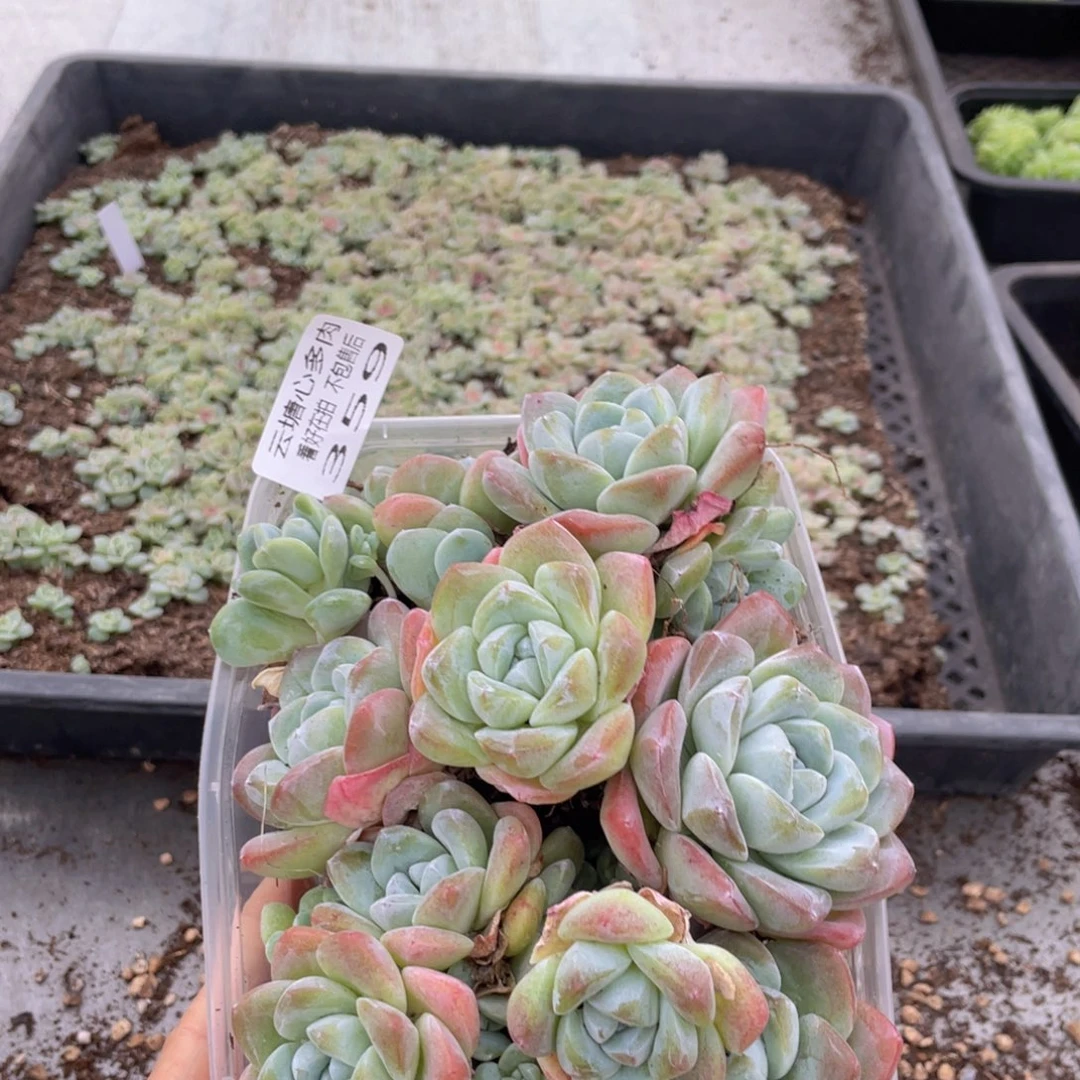 云糖心多肉植物359