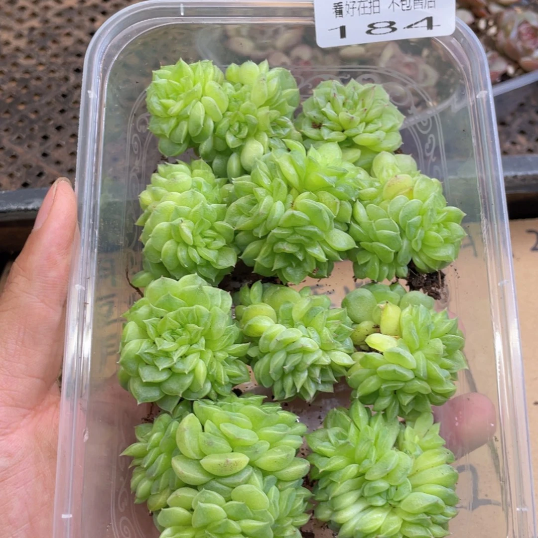 云糖心多肉植物184