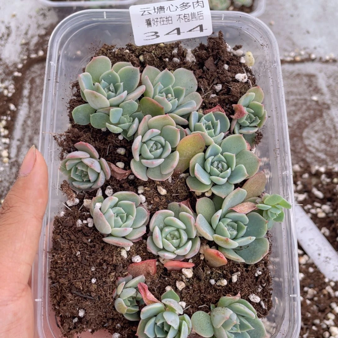 云糖心多肉植物344