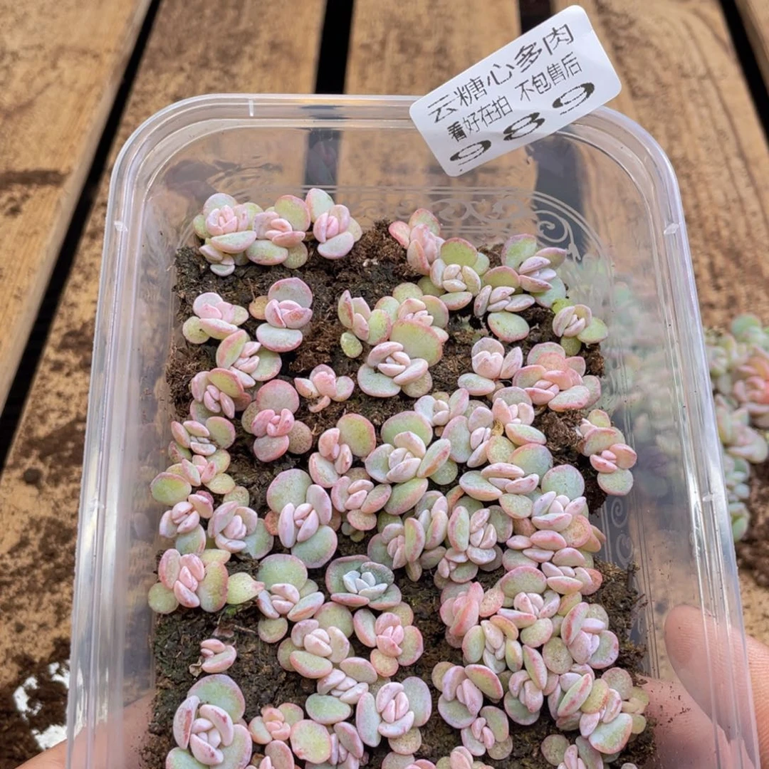 l***笑云糖心多肉植物989