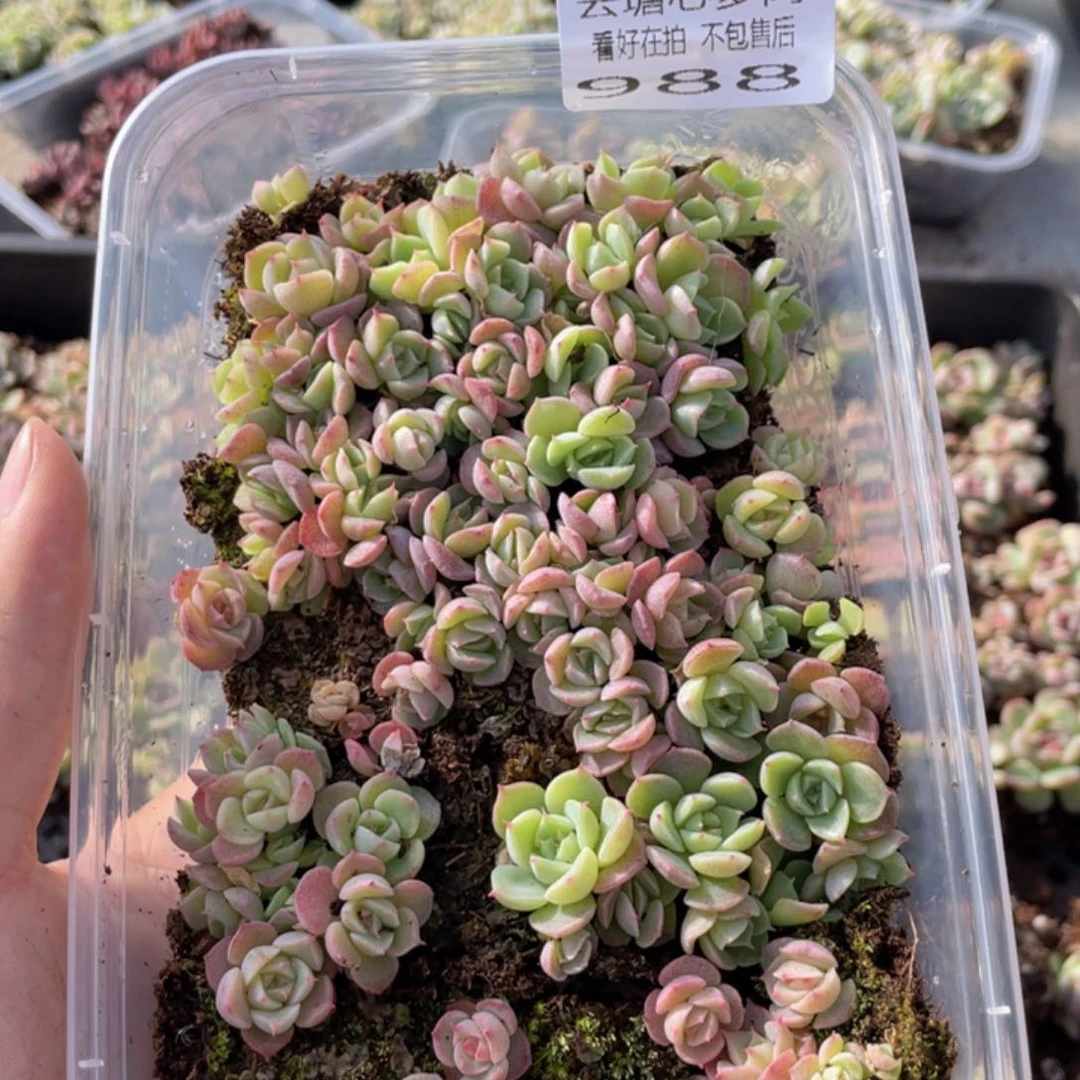云糖心多肉植物988