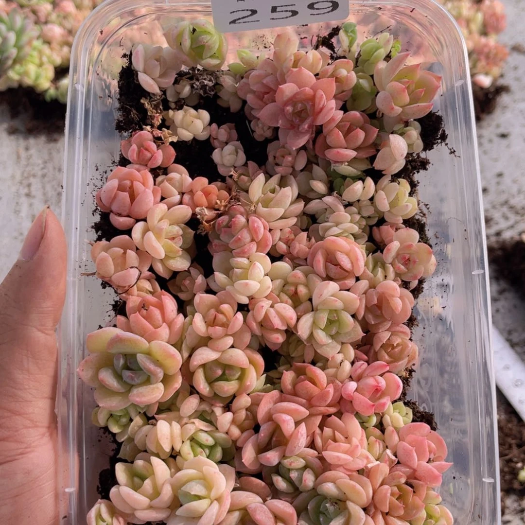 云糖心多肉植物259