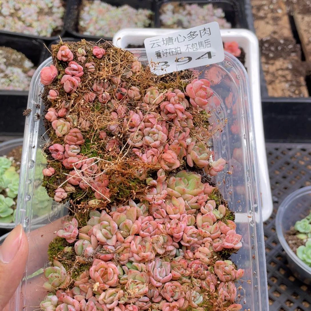 云糖心多肉植物394