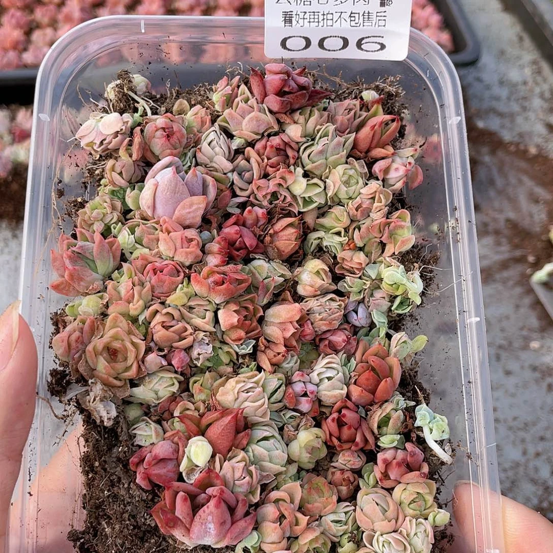 云糖心多肉植物006