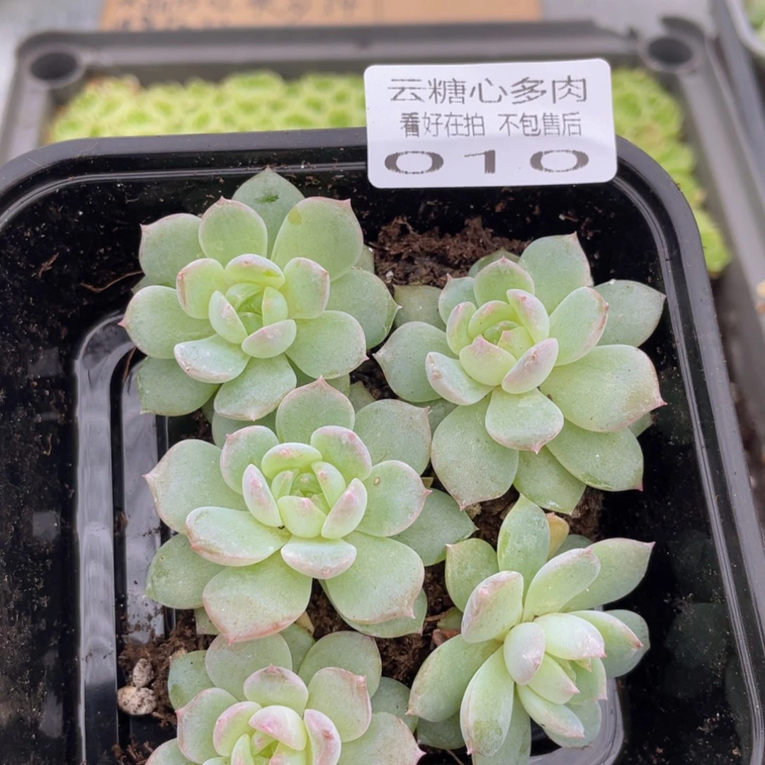 云糖心多肉植物10