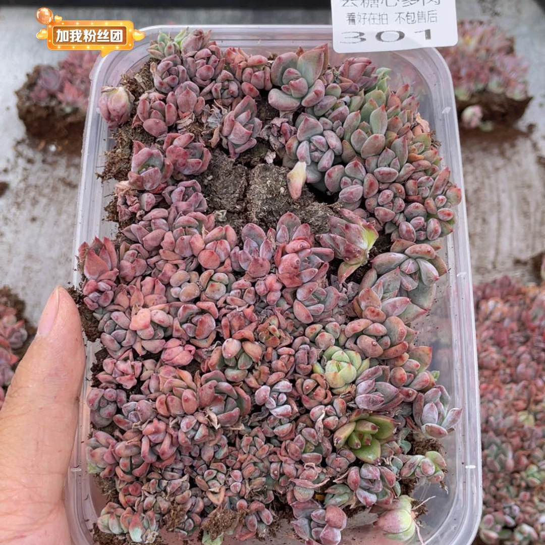 云糖心多肉植物301