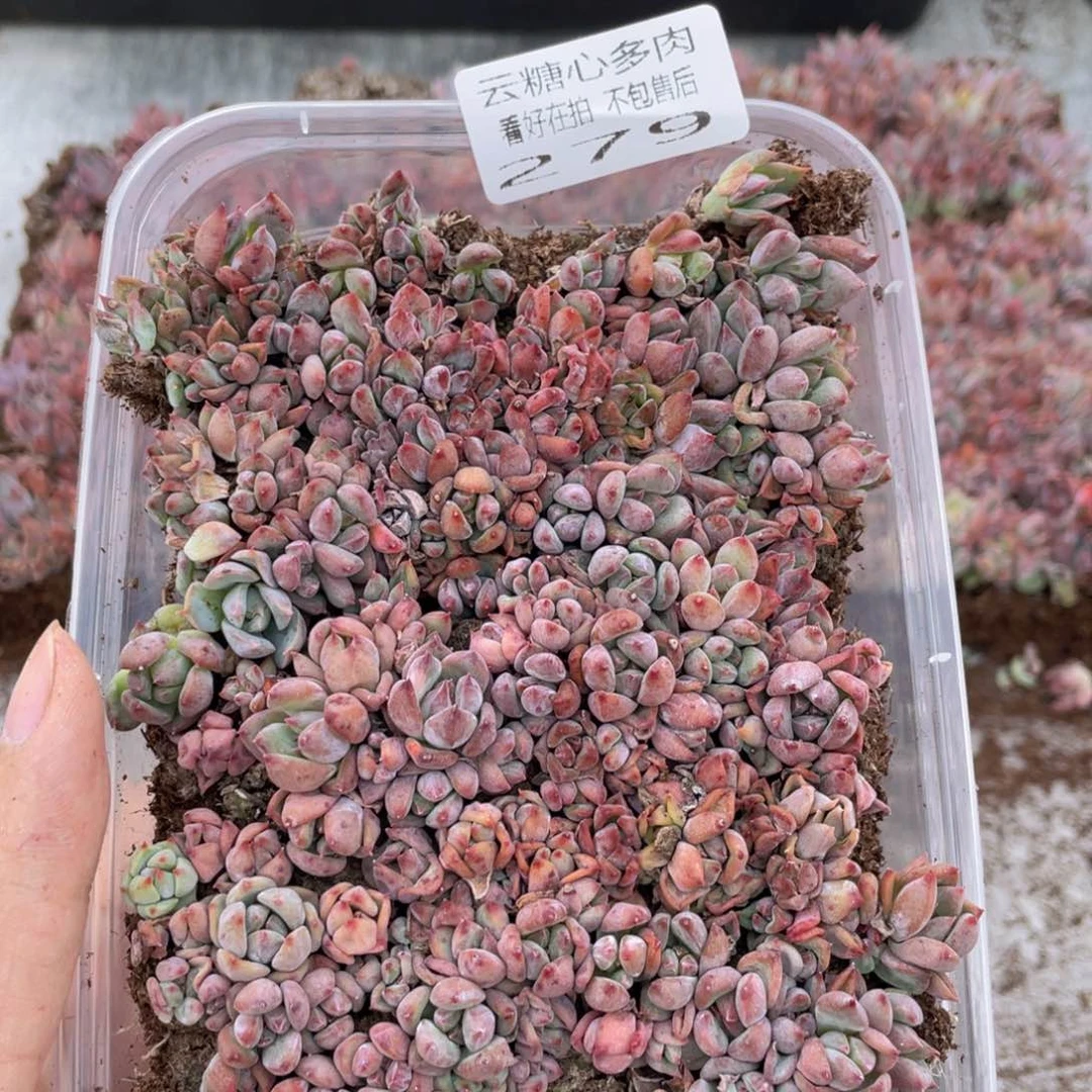 云糖心多肉植物279