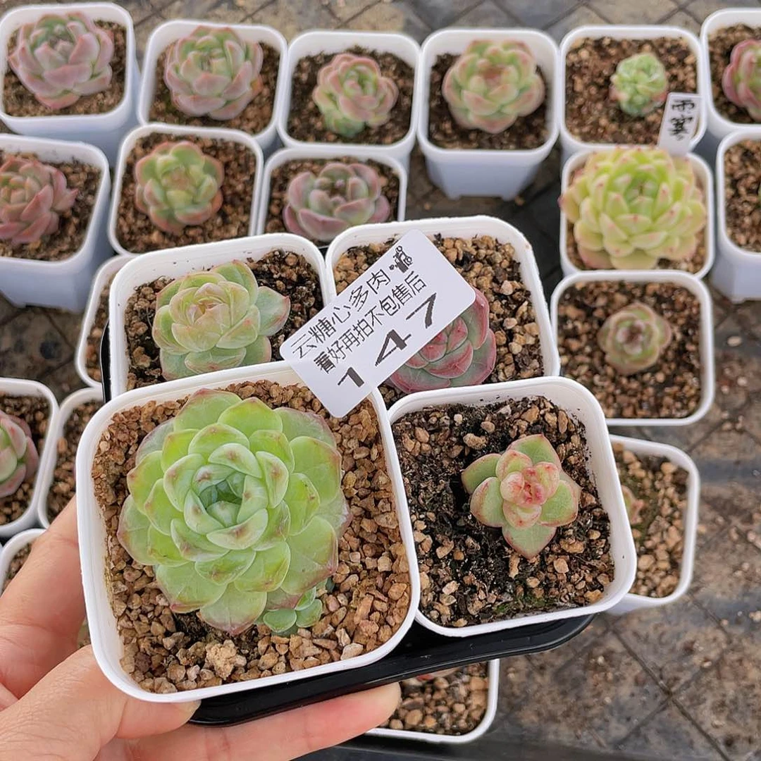 云糖心多肉植物147
