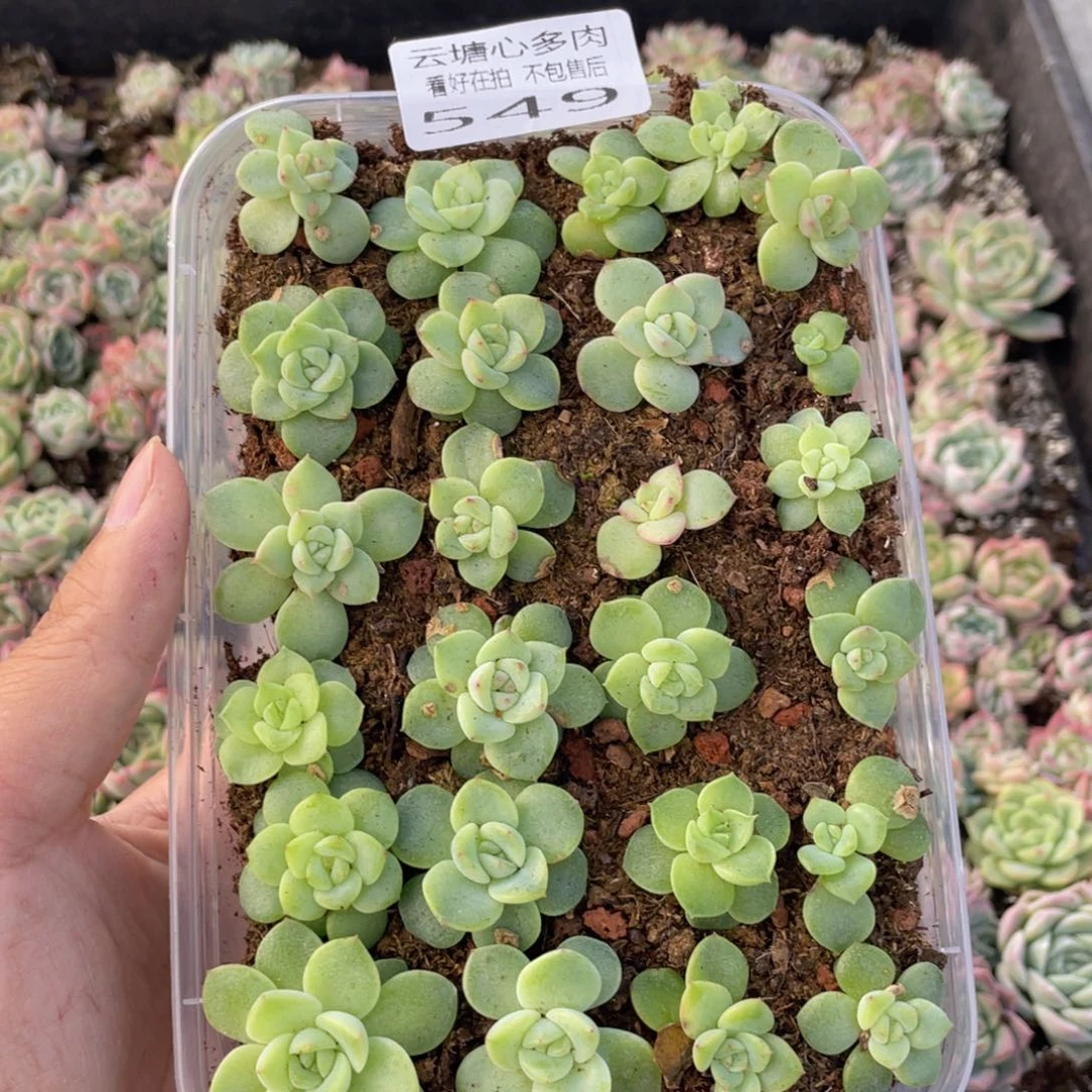 云糖心多肉植物549