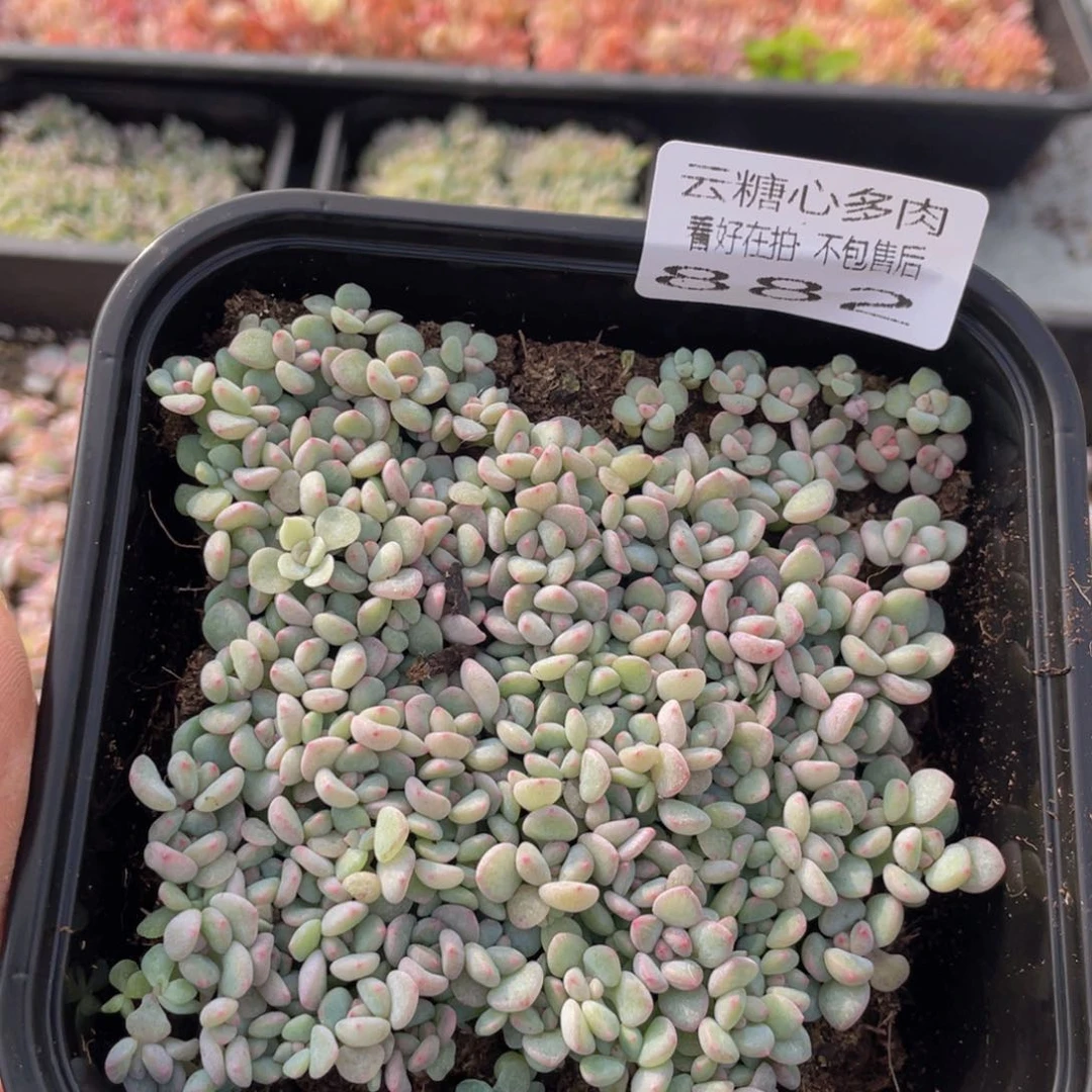 云糖心多肉植物882