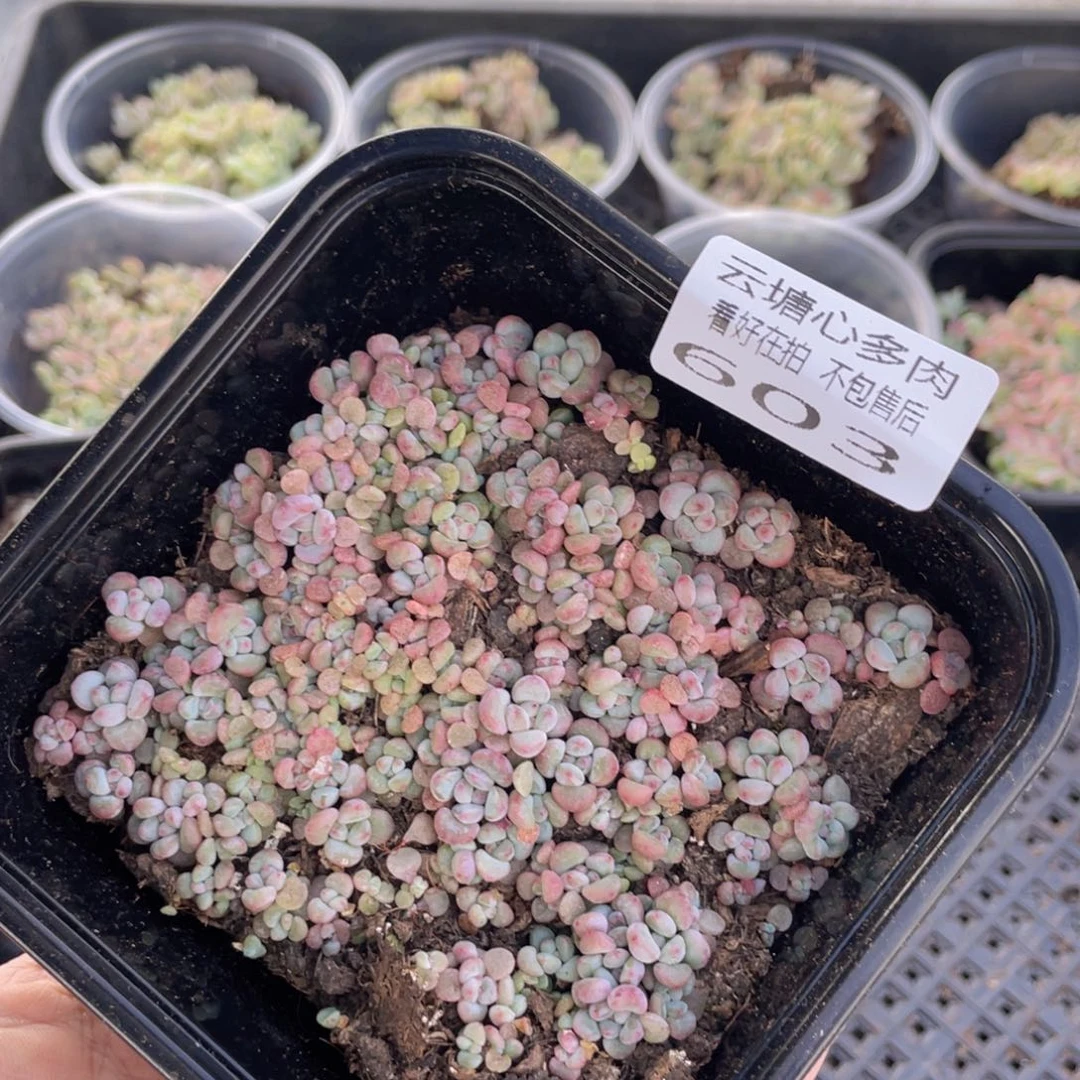 云糖心多肉植物603