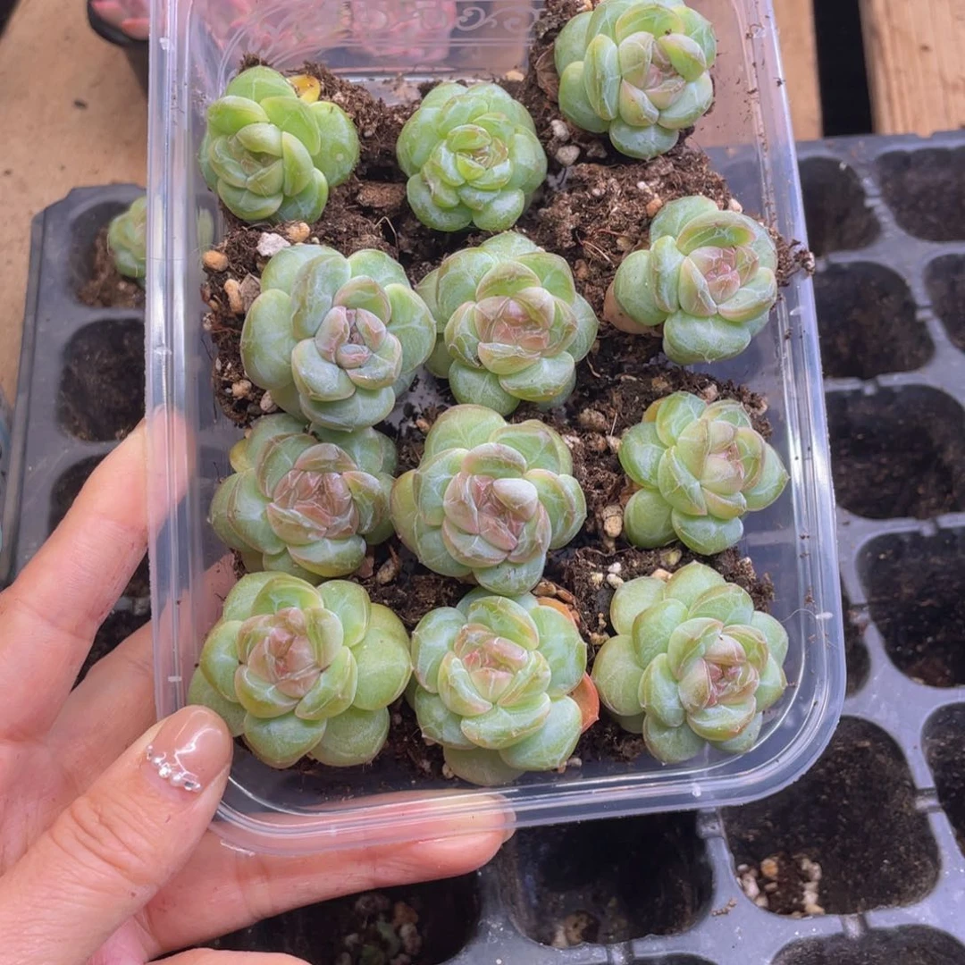 未**续云糖心多肉植物744