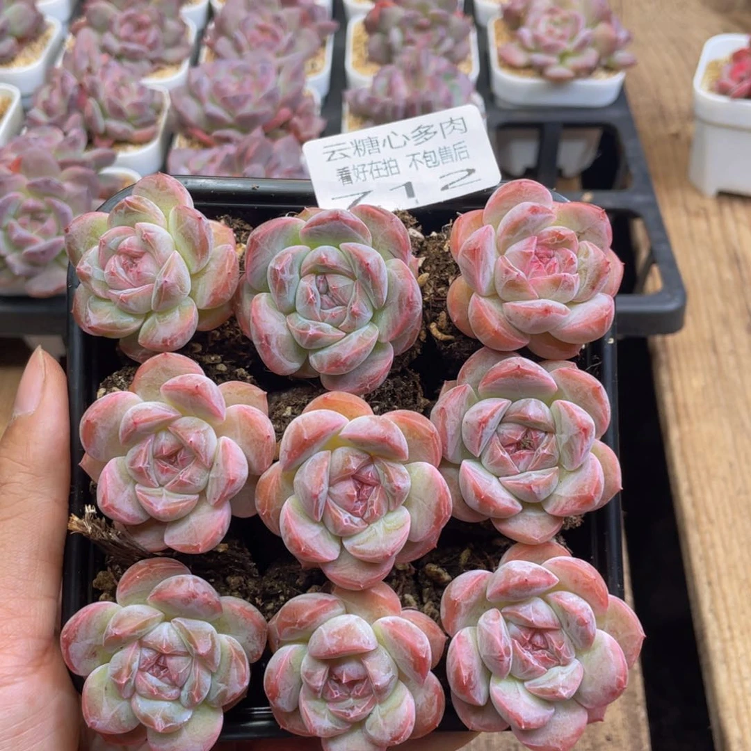 云糖心多肉植物712