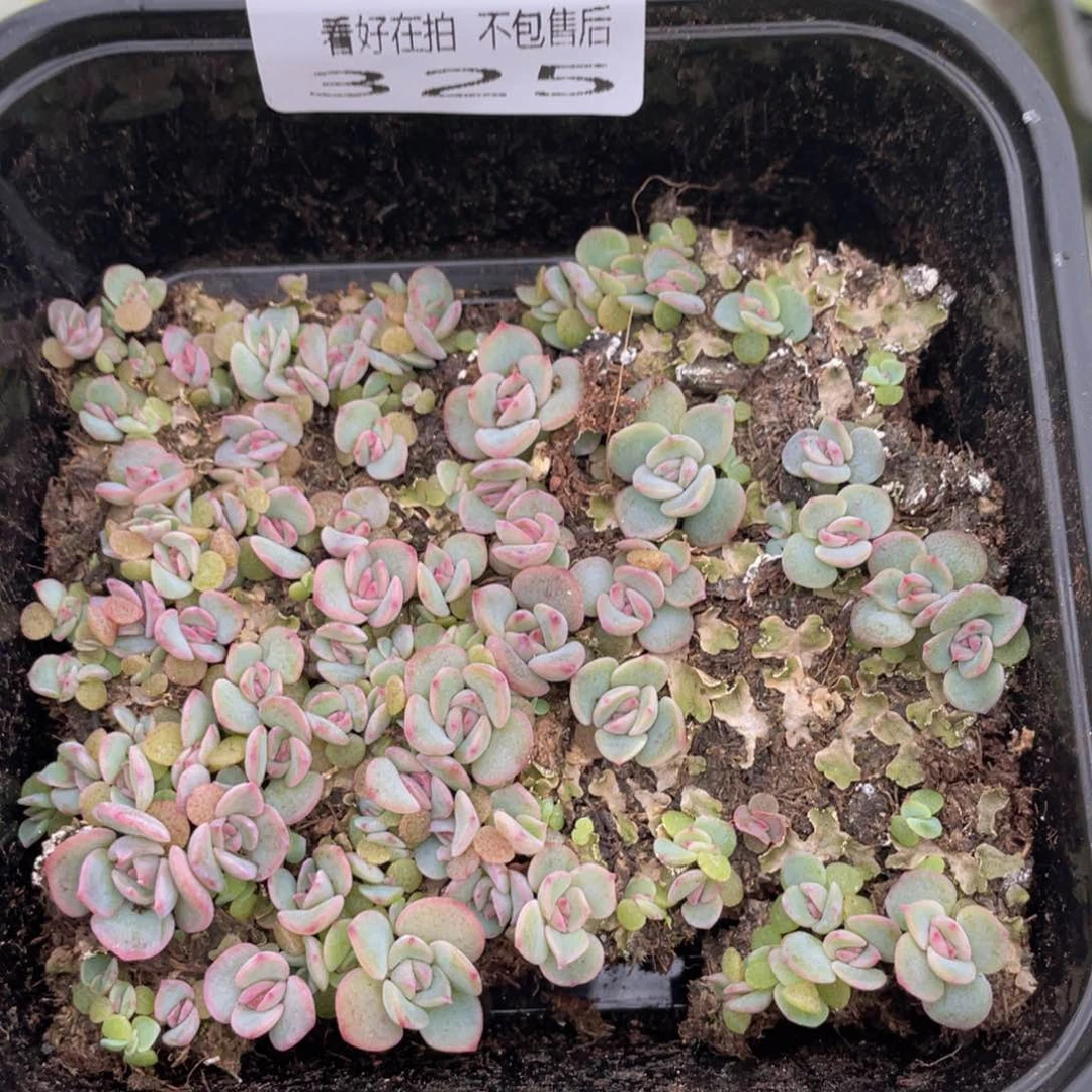 云糖心多肉植物325