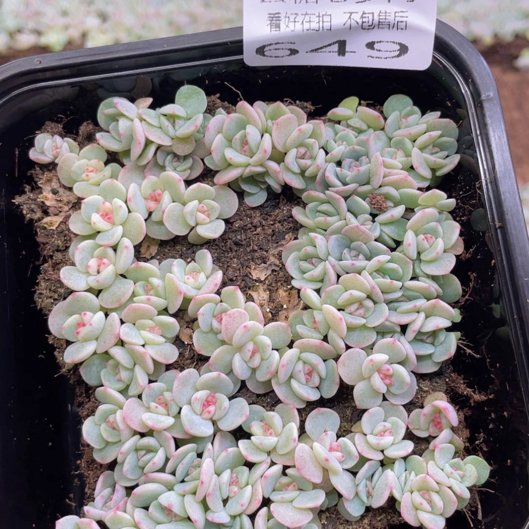 云糖心多肉植物649