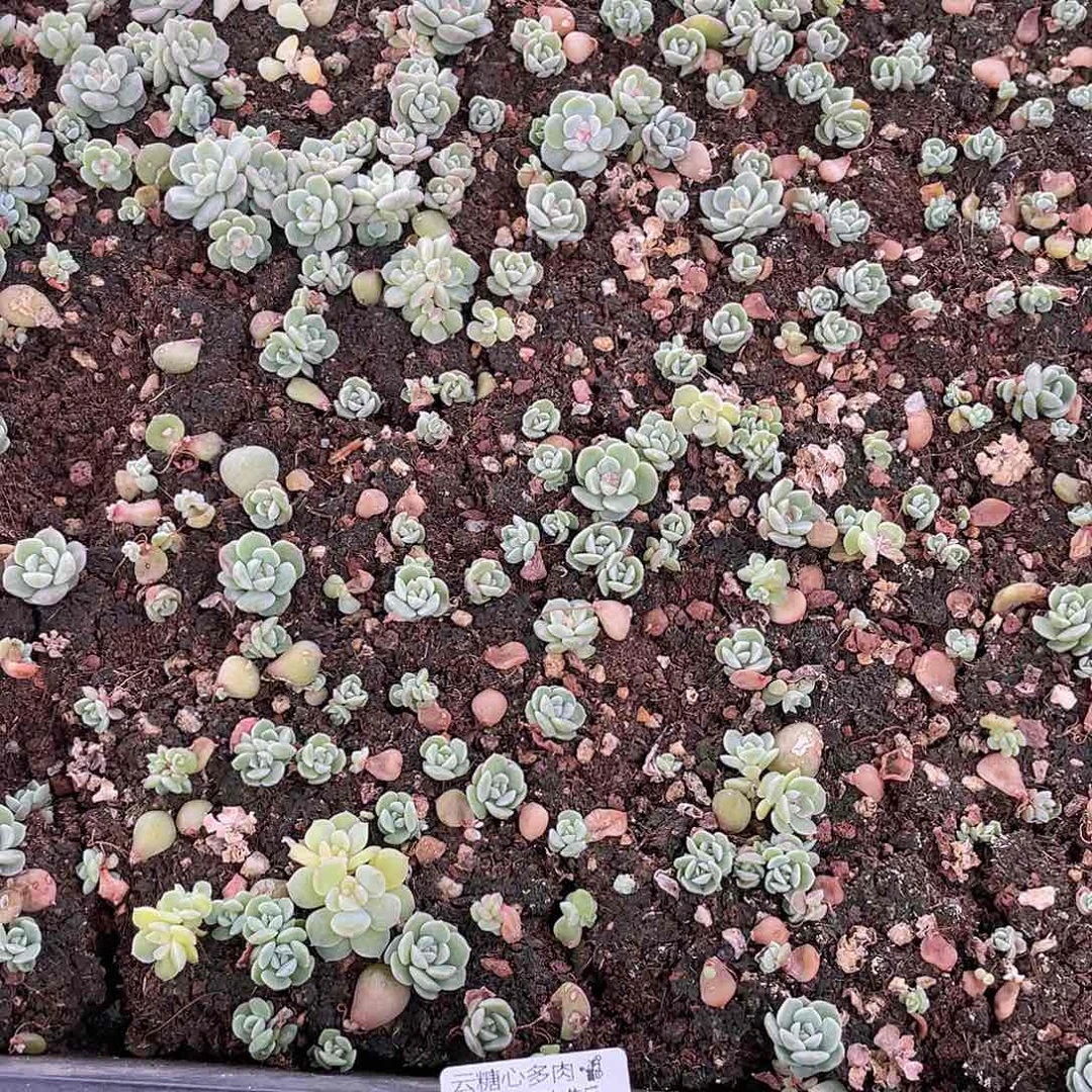 藏***若云糖心多肉植物105