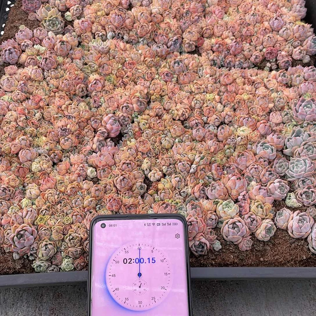 A*y云糖心多肉植物469