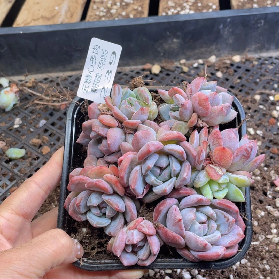 云糖心多肉植物239
