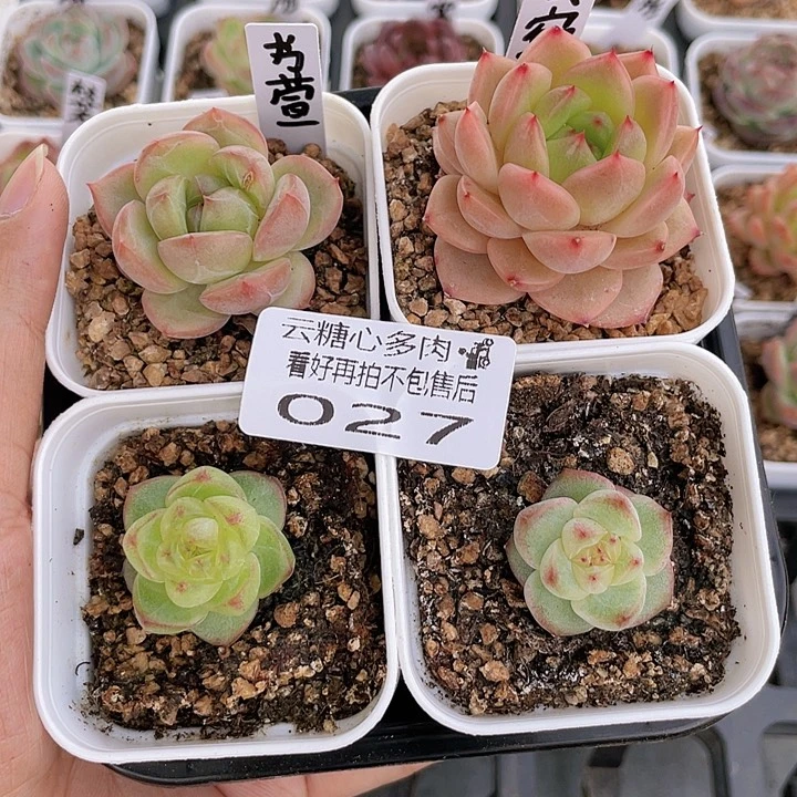 云糖心多肉植物27