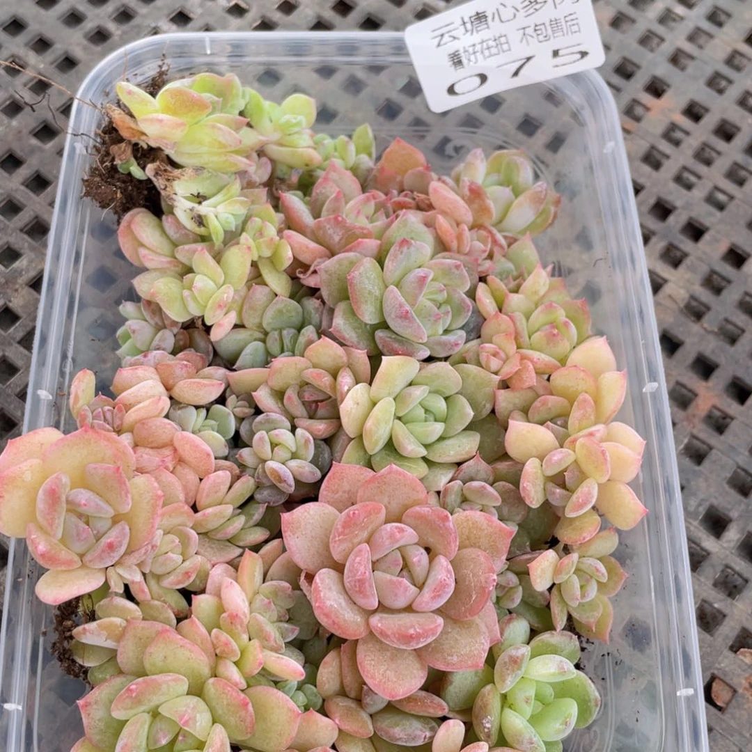 云糖心多肉植物75