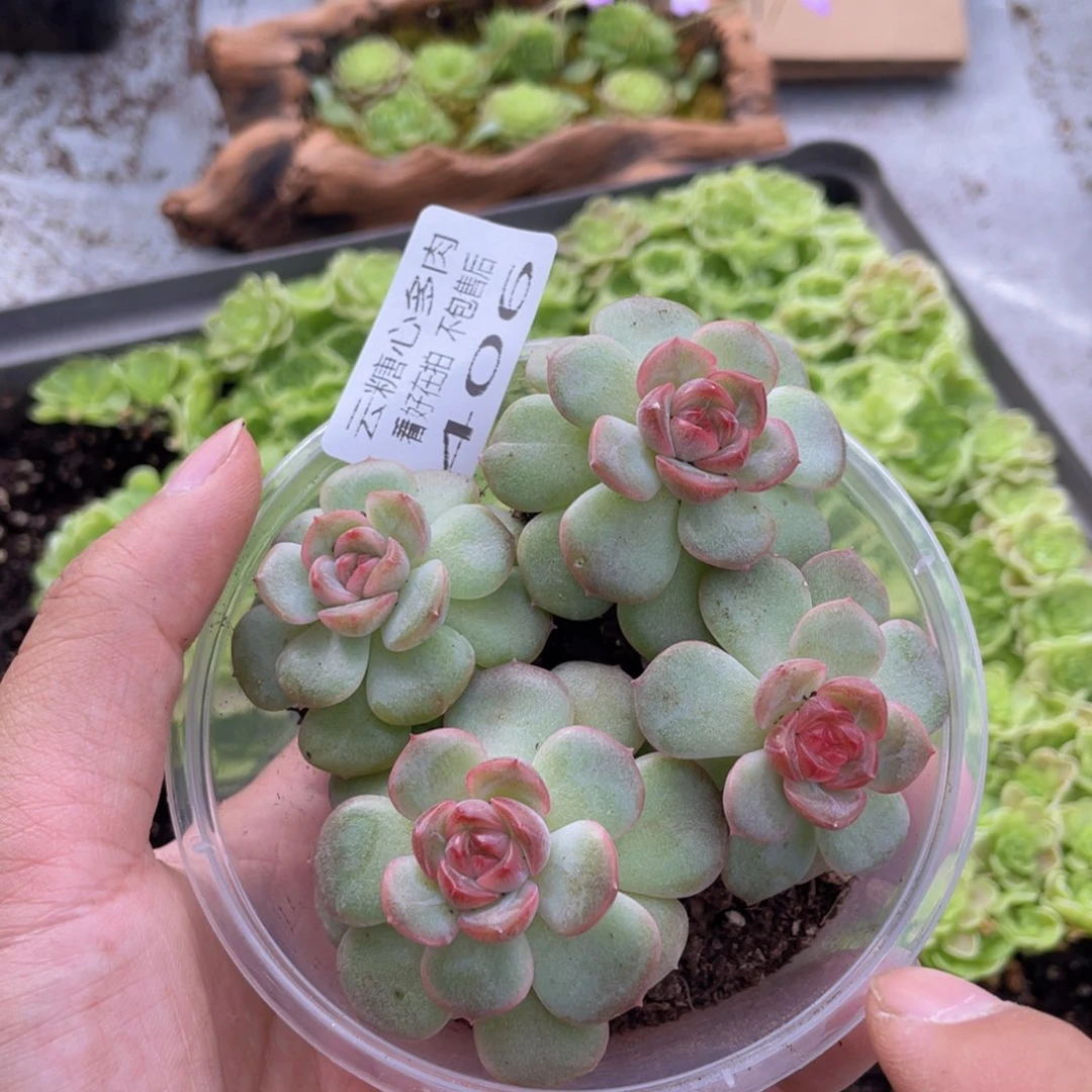 云糖心多肉植物406