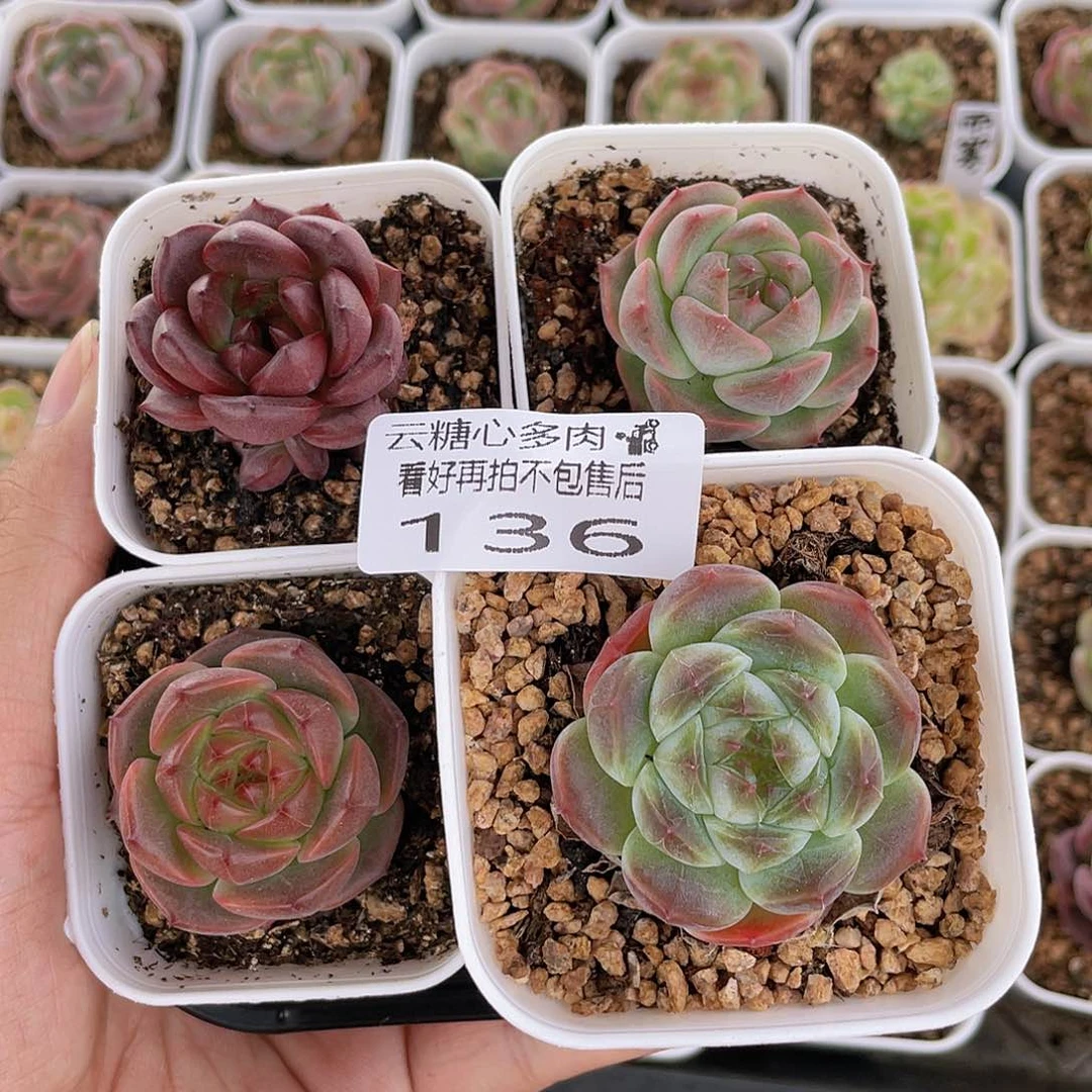 云糖心多肉植物136