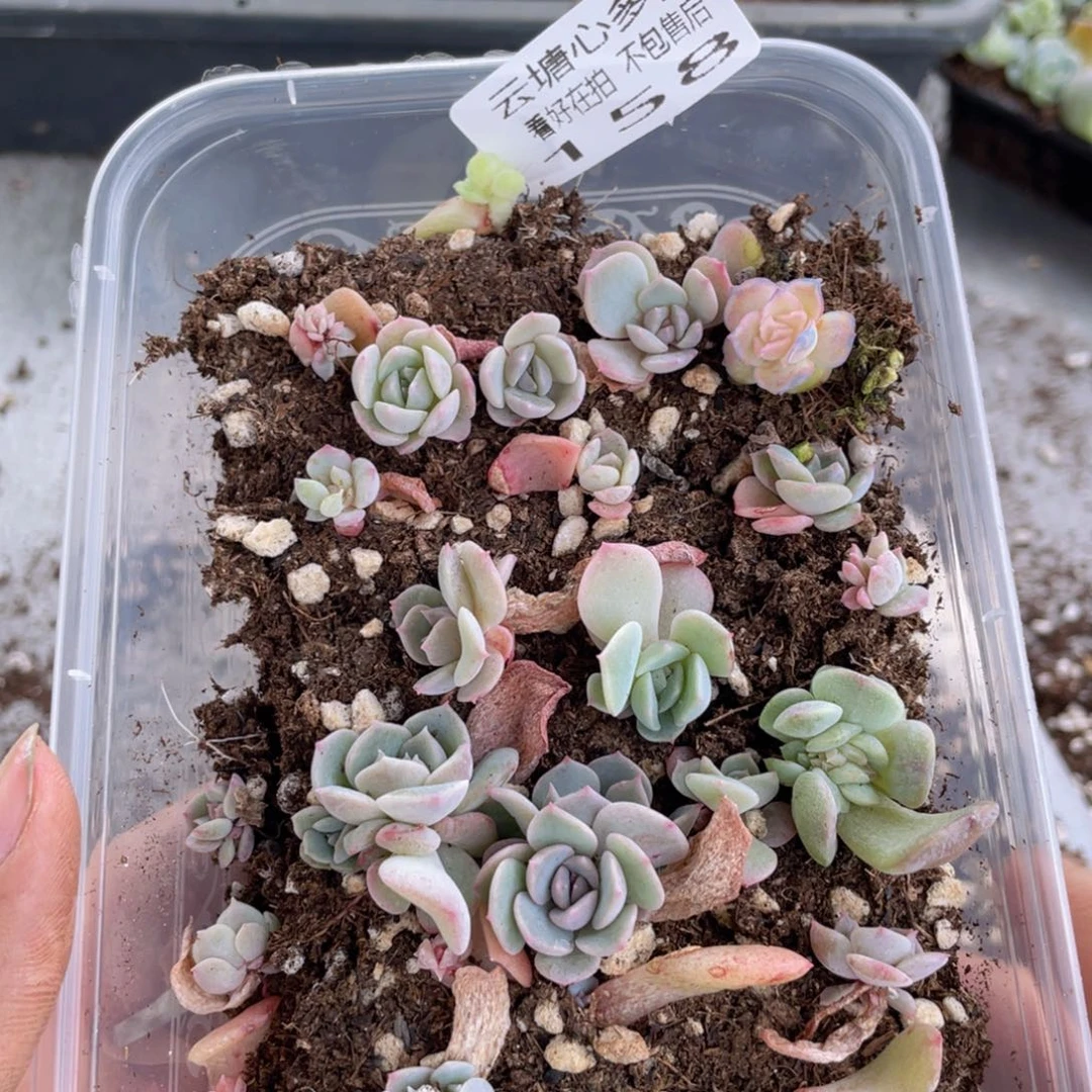 云糖心多肉植物158