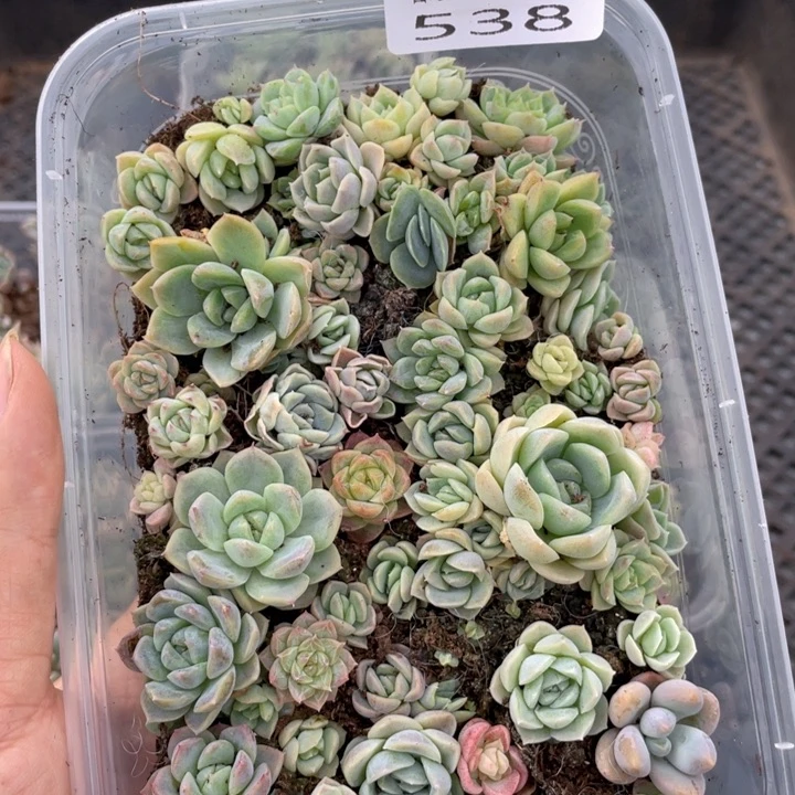 云糖心多肉植物19.9