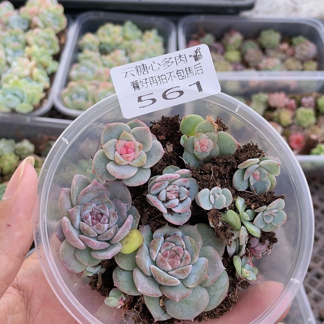 云糖心多肉植物561