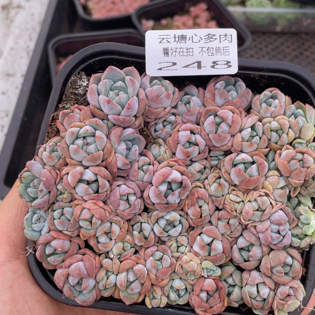 云糖心多肉植物248