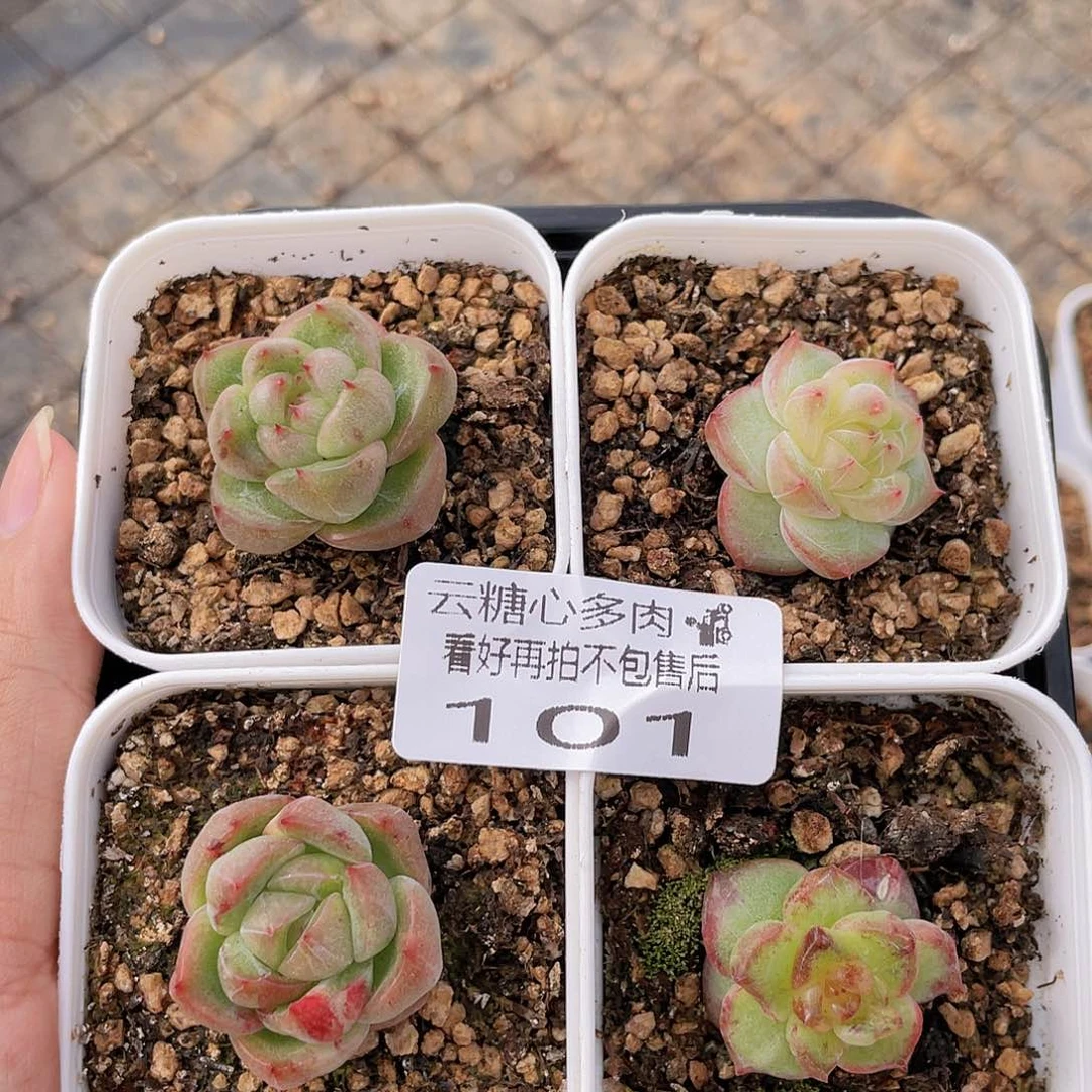 云糖心多肉植物101