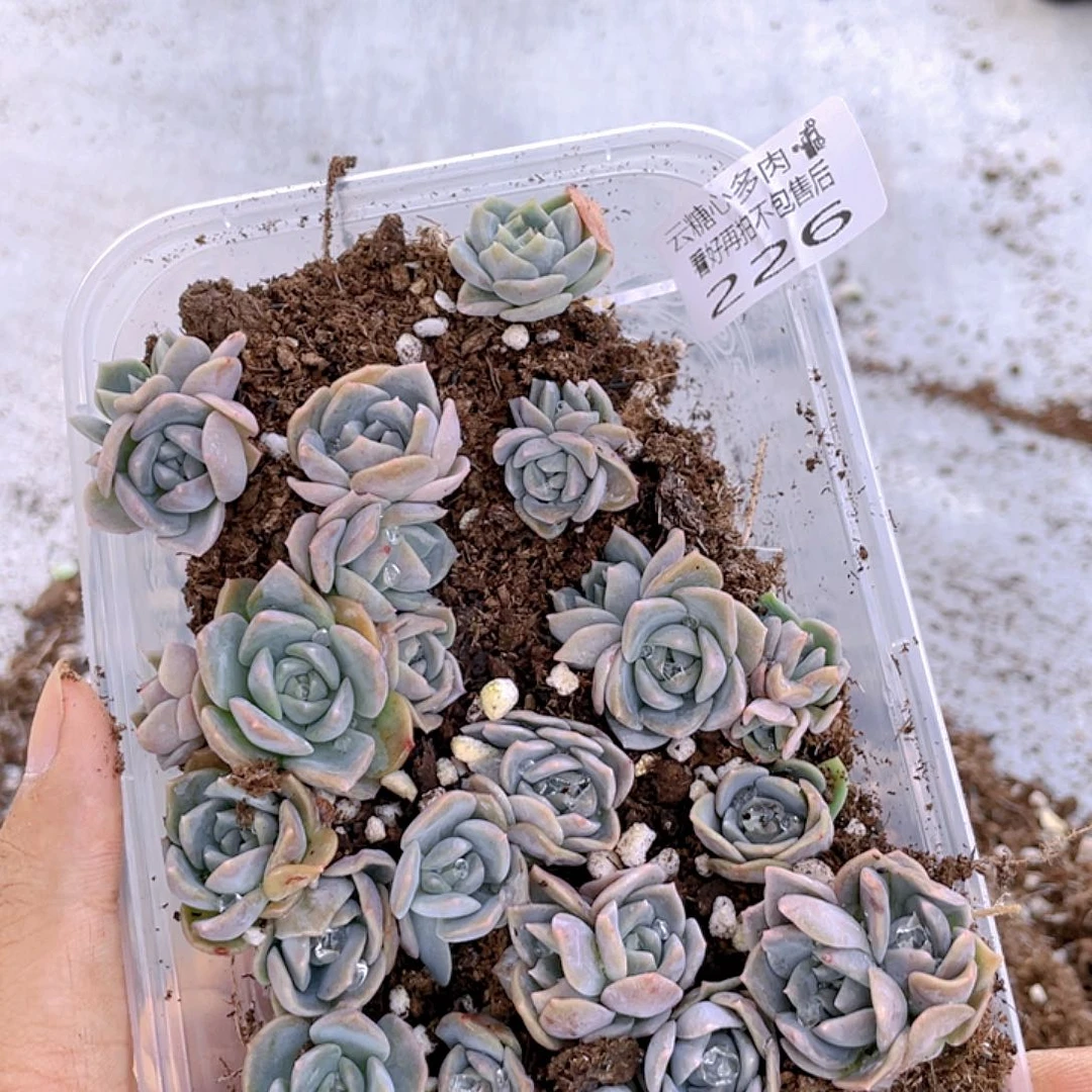 云糖心多肉植物226