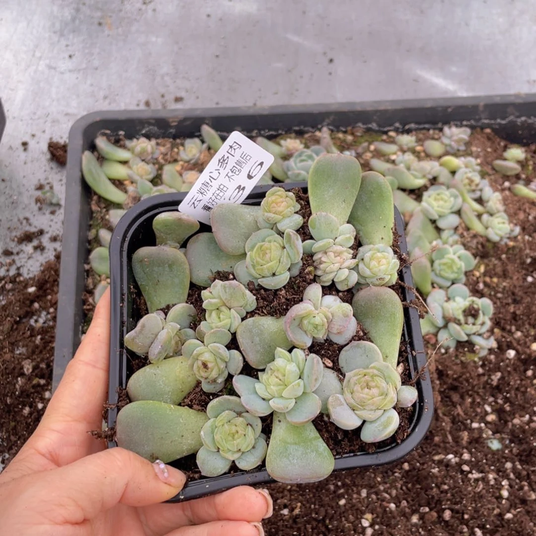 云糖心多肉植物736