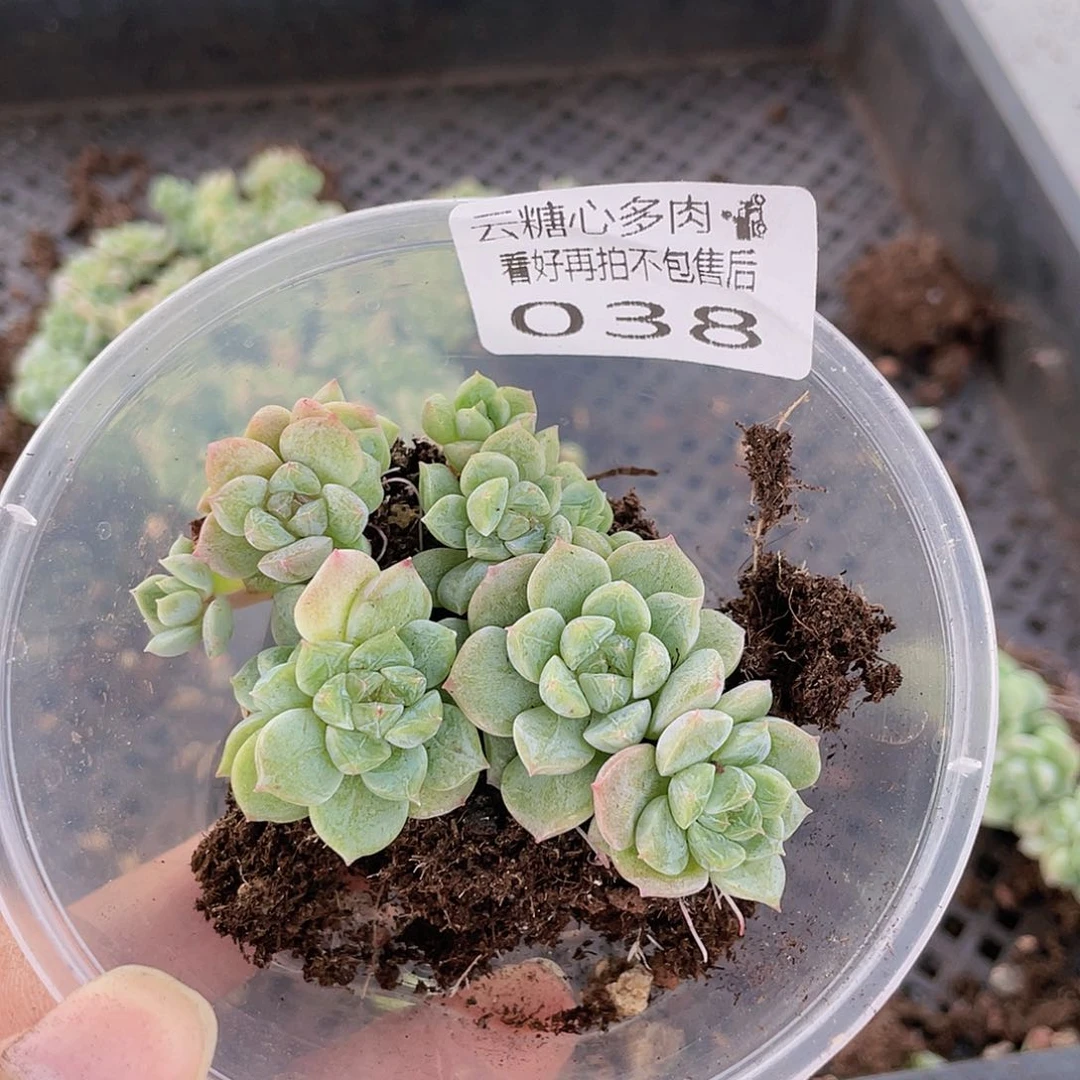云糖心多肉植物38
