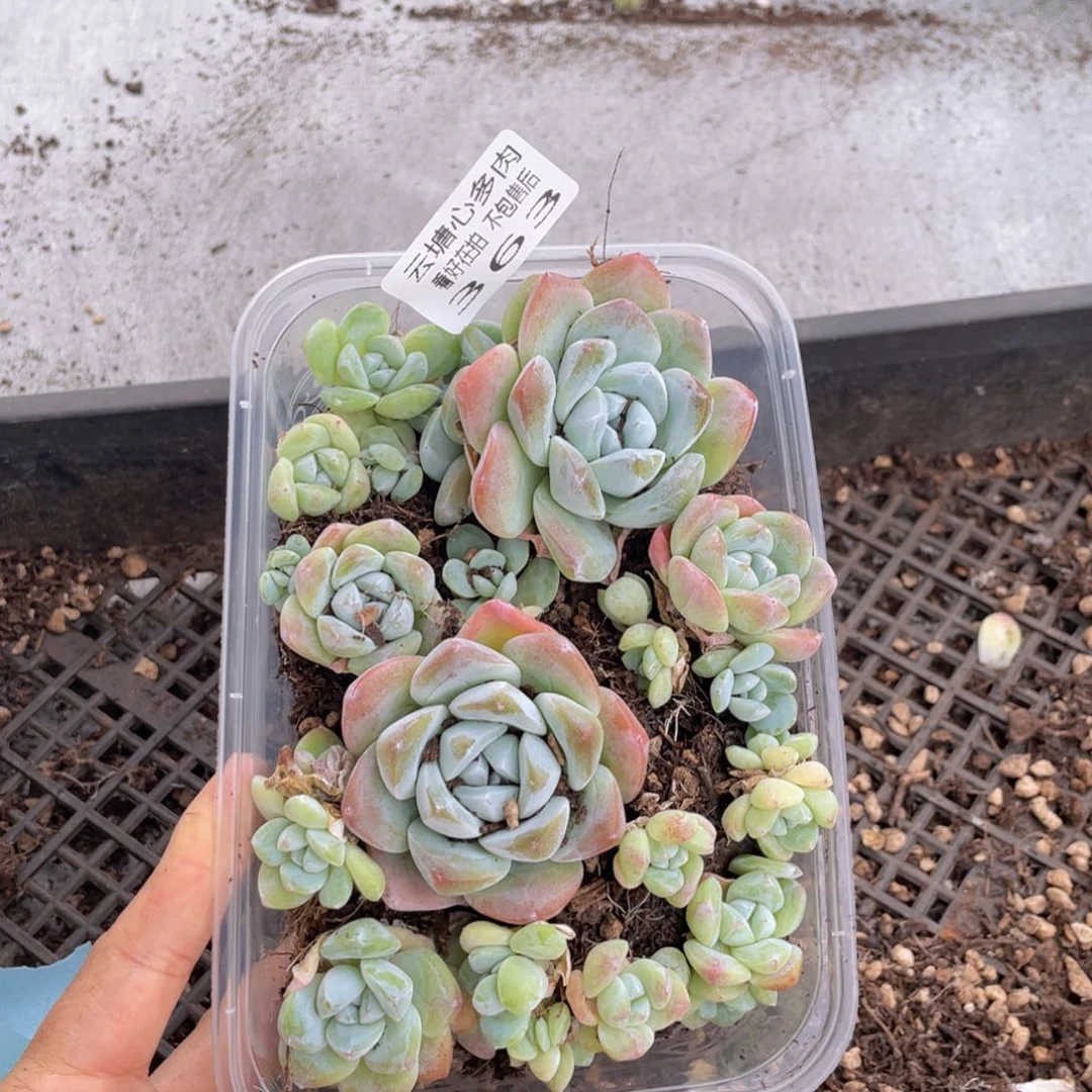 云糖心多肉植物363