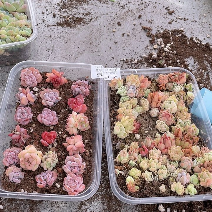 云糖心多肉植物597