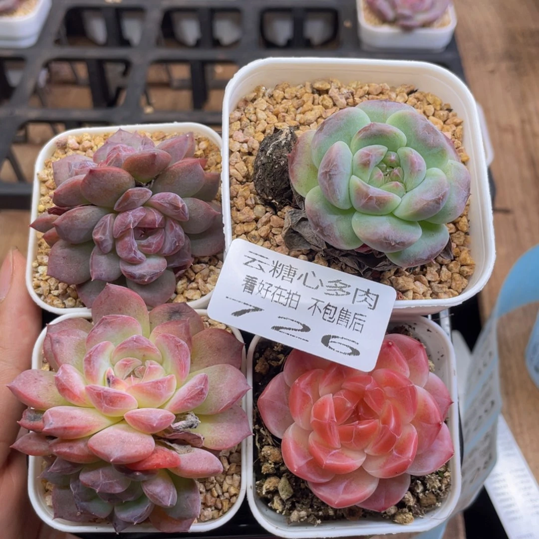 云糖心多肉植物726