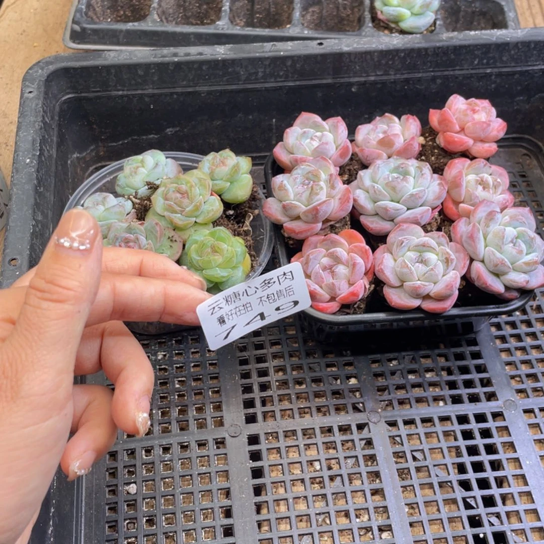 莟*云糖心多肉植物749
