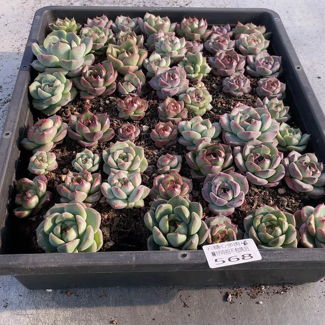 b****儿云糖心多肉植物568