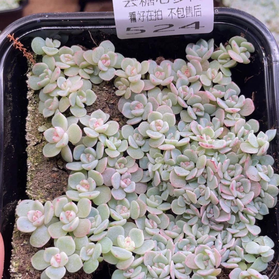 ?****产云糖心多肉植物524