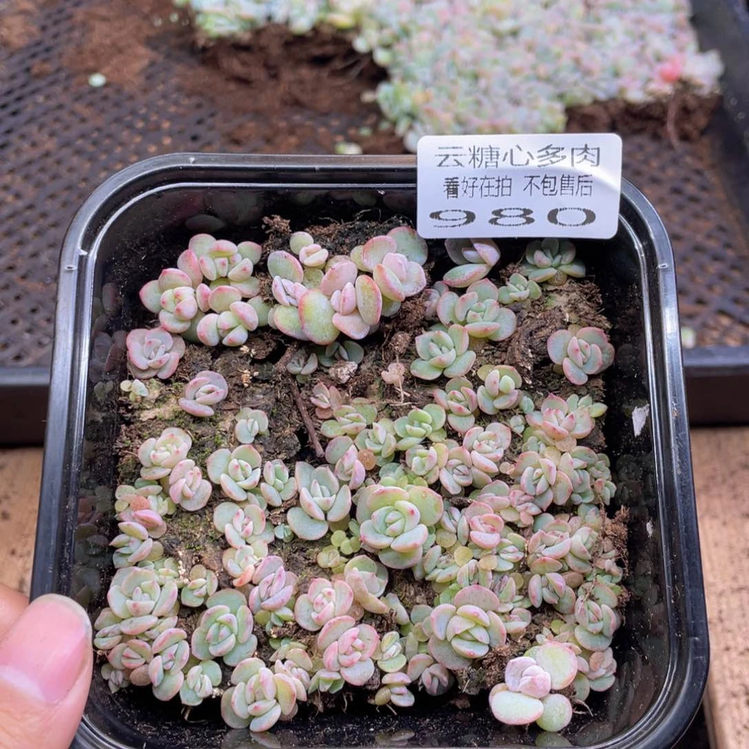 云糖心多肉植物980