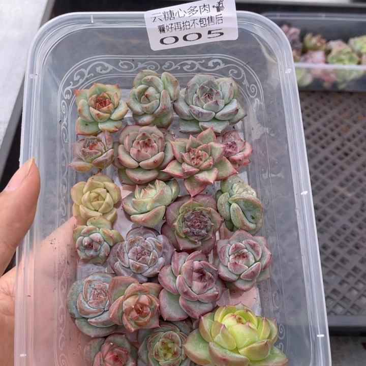 云糖心多肉植物005
