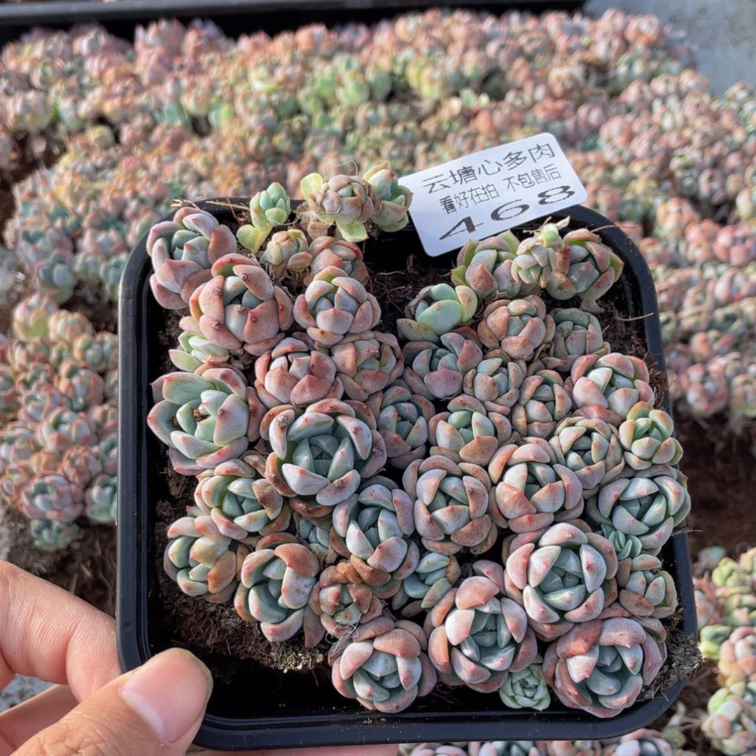 云糖心多肉植物468