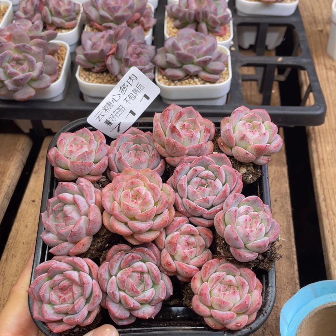 云糖心多肉植物711