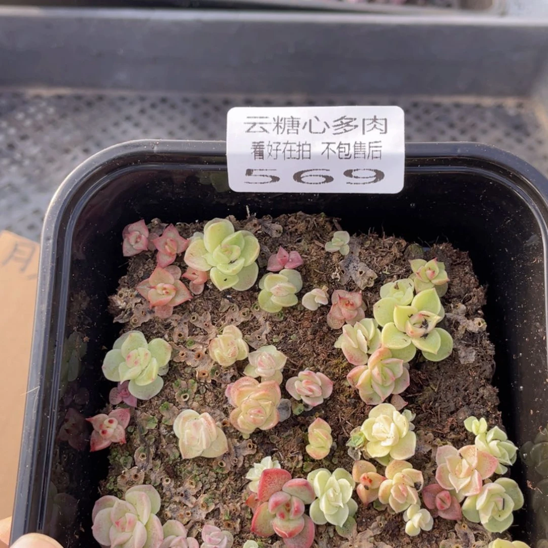 云糖心多肉植物569