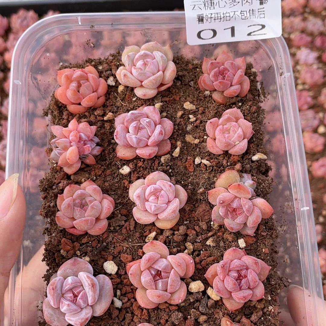 云糖心多肉植物12