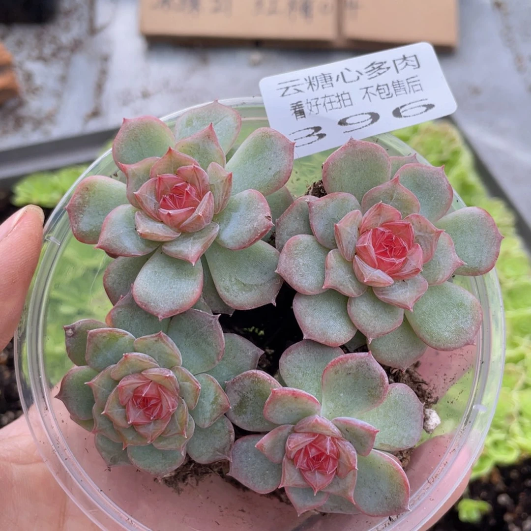 云糖心多肉植物396