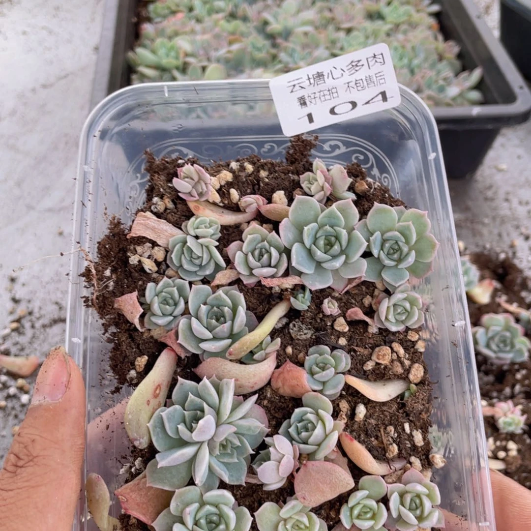 云糖心多肉植物104