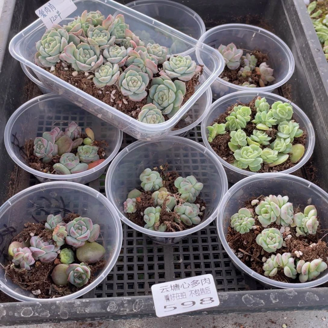 爱****娘云糖心多肉植物598